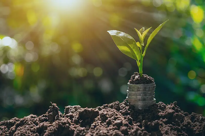 Bild mit einer grünen Pflanze, die aus einem Stapel Münzen wächst.